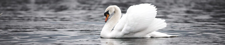 Planbphoto-header-swan