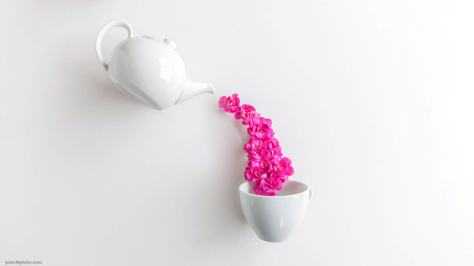 Pink carnation flowers pouring from a tea pot into a white cup flat lay
