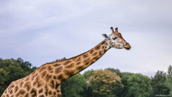 Beautiful giraffe against blue sky and green trees