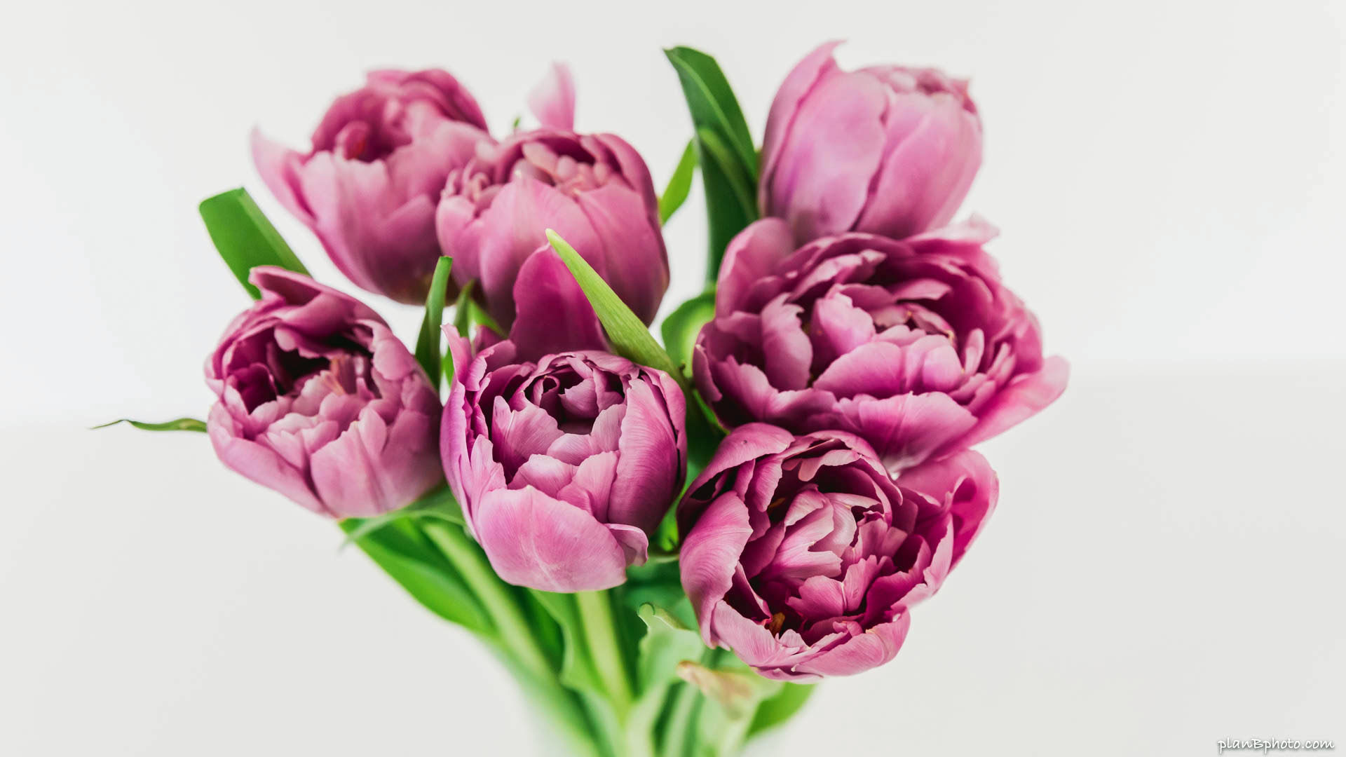 Fluffy purple tulips