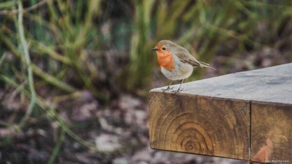 English Robin bird