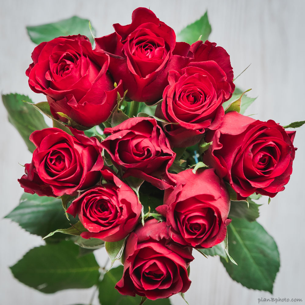 Nine red roses in a bouquet on light background