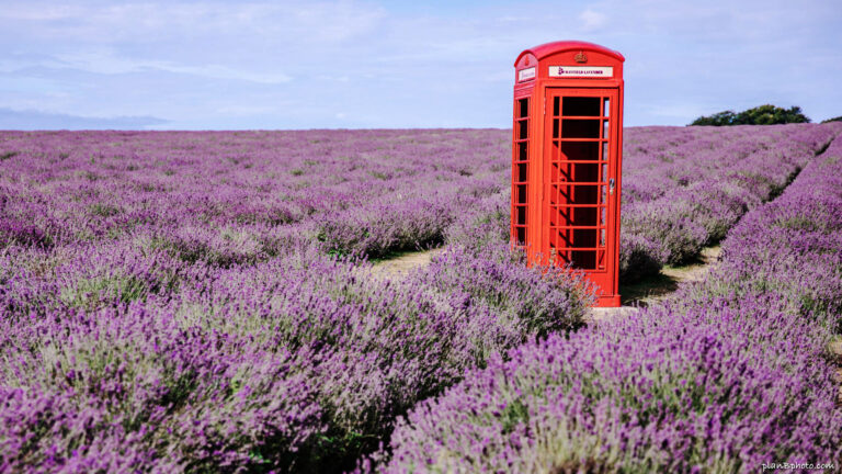 Red Telephone Booth in lavender field