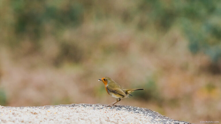 Robin Bird in Sherwood Forest