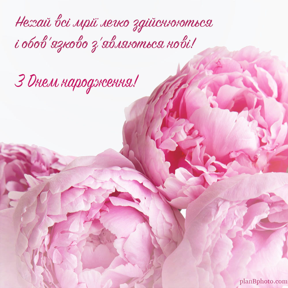 Gorgeous peony flowers and birthday card message in Ukrainian language 
