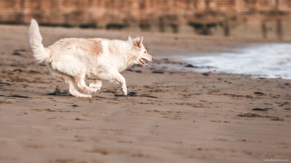 Yellow dog running in a beach