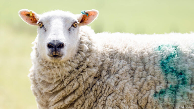 Scared sheep with wide eyes
