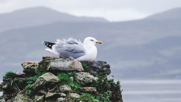 Seagull sitting on rocks