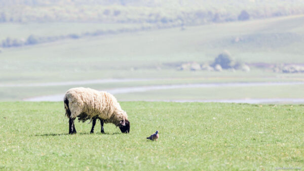 Image of a sheep and a pigeon