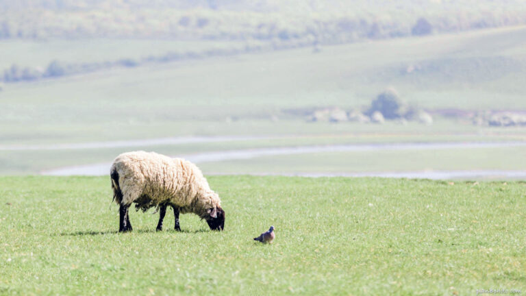 Sheep and pigeon