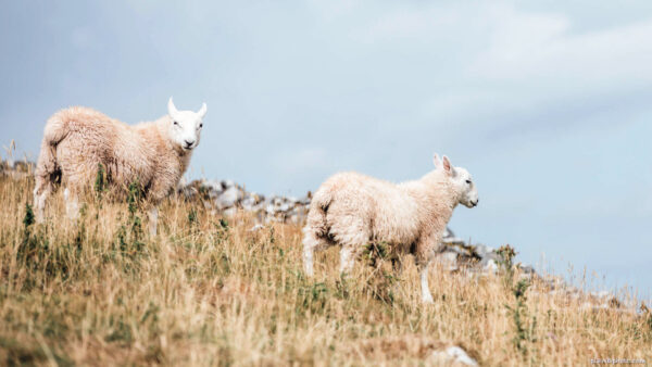 Two sheep on a hill with yellow grass in autumn