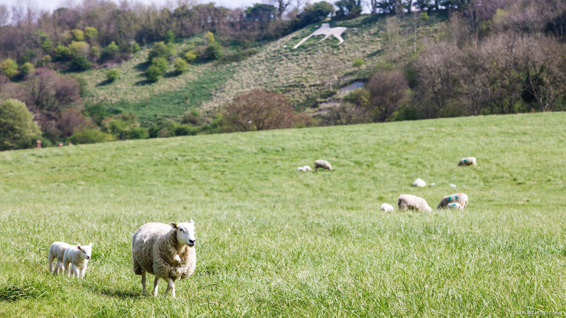 Sheep on a filed near a chalk hill figure
