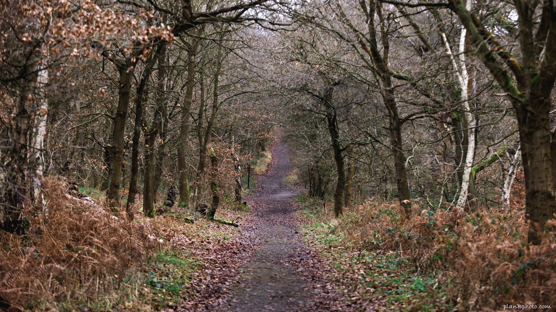 Sherwood Forest Path