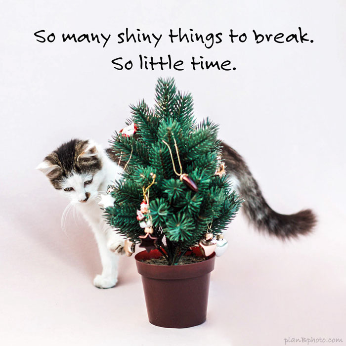 Tabby cat playing with a small Christmas tree