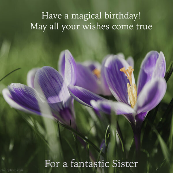 Sister birthday wish with purple spring flowers