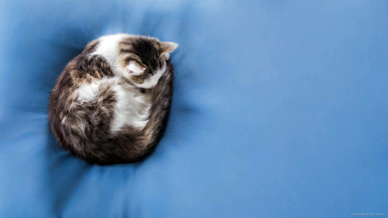 Sleeping cat blue background