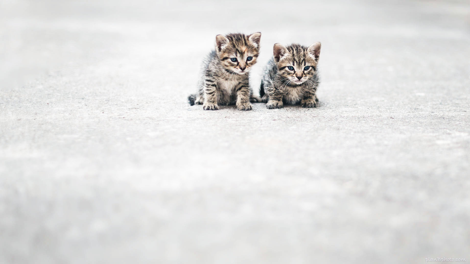 Two kittens on light grey asphalt