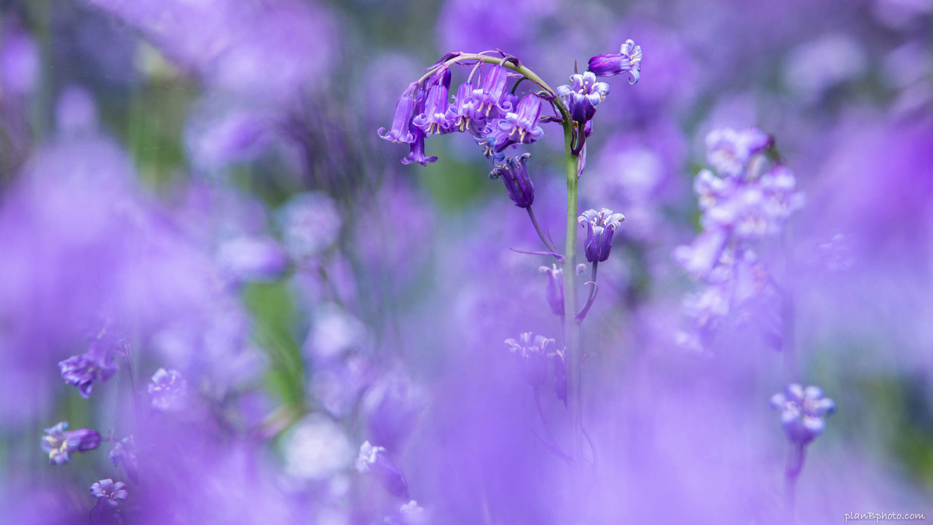 Bluebells image with soft bokeh