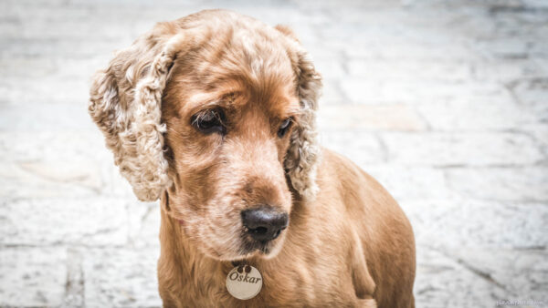 Close up of cute spaniel named Oscar