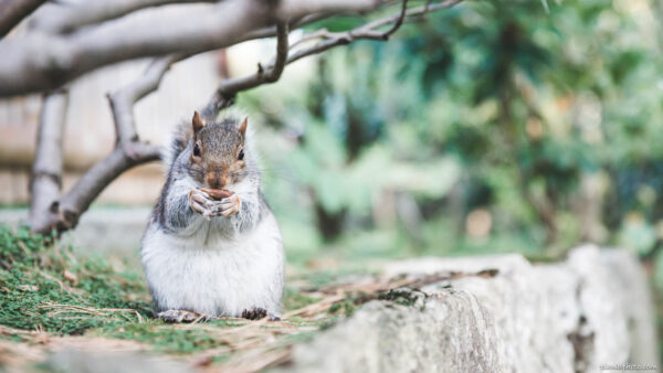 Close image of a squirrel eating a nut