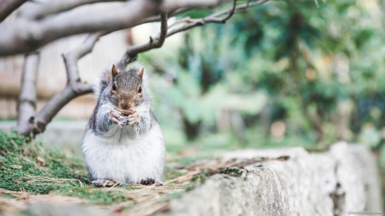 Squirrel background images