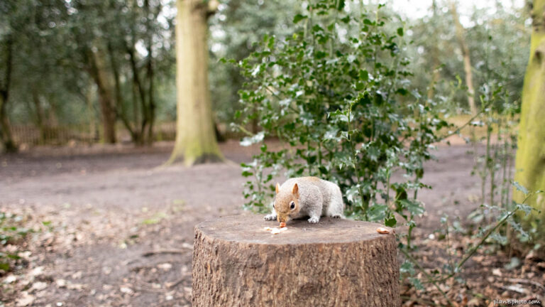 Squirrel getting nuts