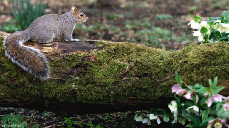 Squirrel looking at flowers