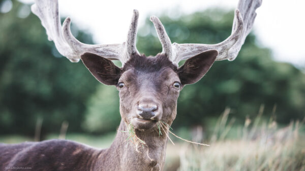 Very surprised dark brown deer with some grass in his mouth