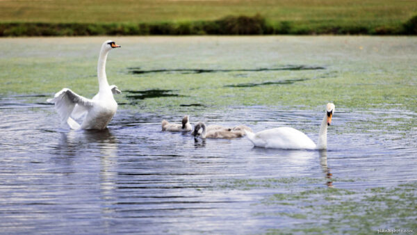 Swan family with little grey cygnets swimming in a blue pond