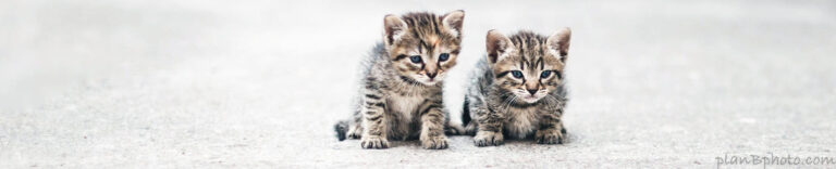 Tabby Cat header