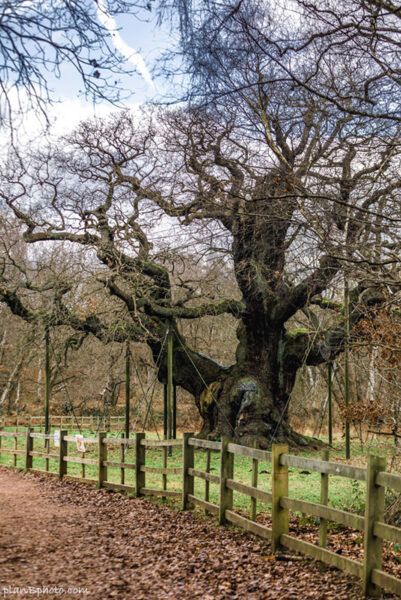 The Robin Hood's Major Oak at Sherwood Forest