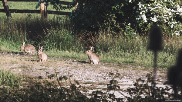 British wild rabbits on a footpath