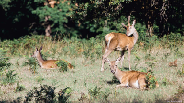 Three young deer in a park