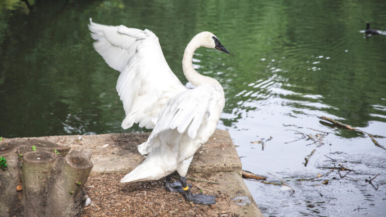 Trumpeter swan