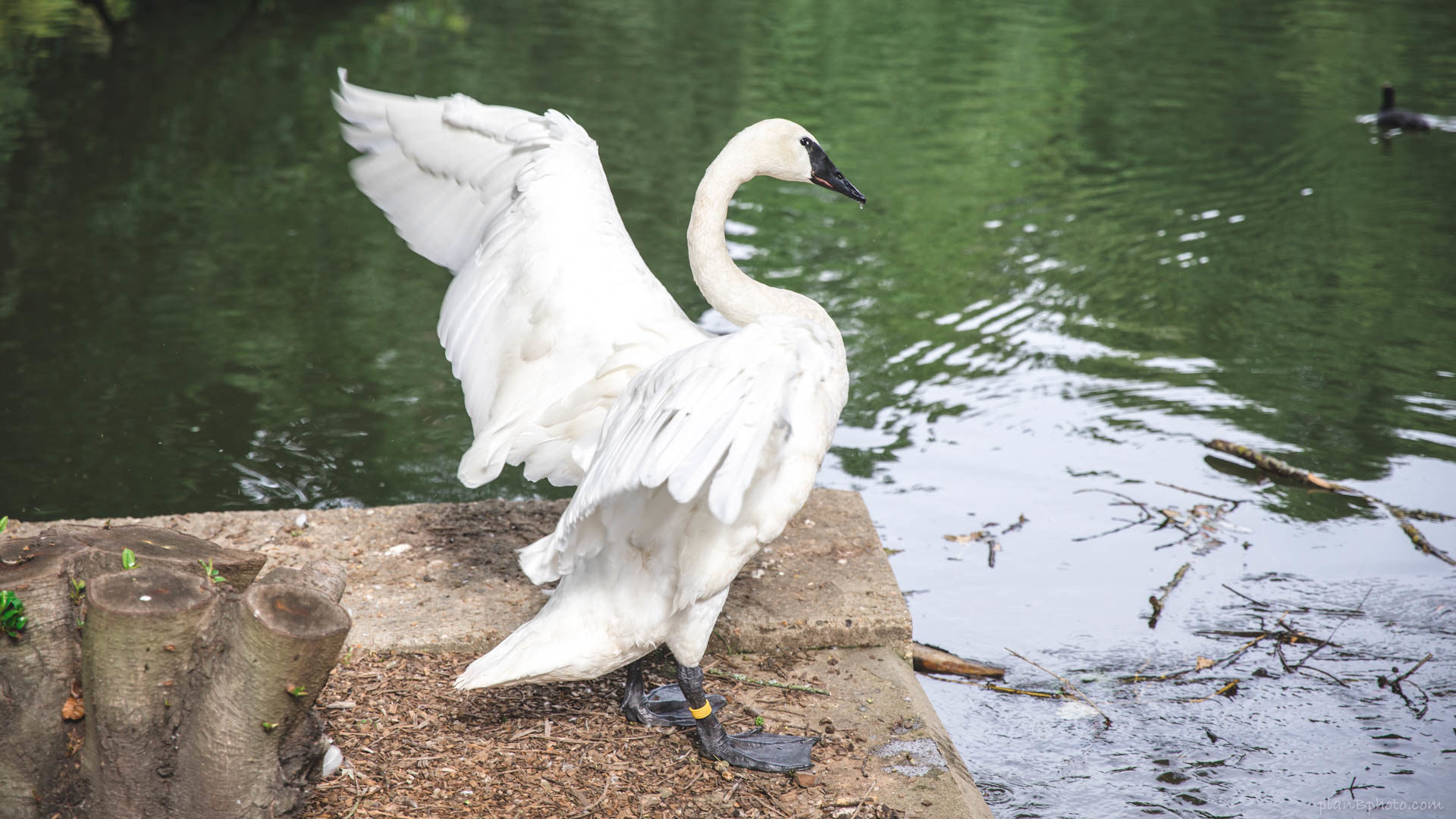 White swan with black beak - trumpeter swan