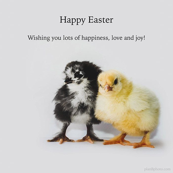 Happy Easter message with two baby chickens on a white background