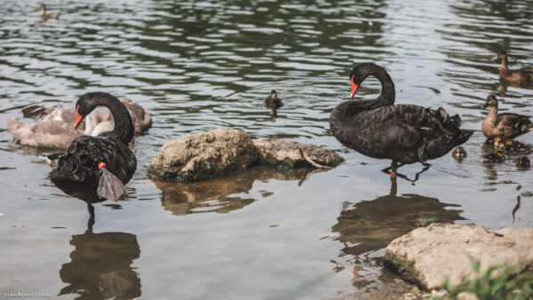 Two black swans standing on one foot in a pond