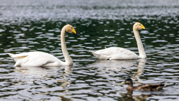 Two white whooper swans with yellow beaks