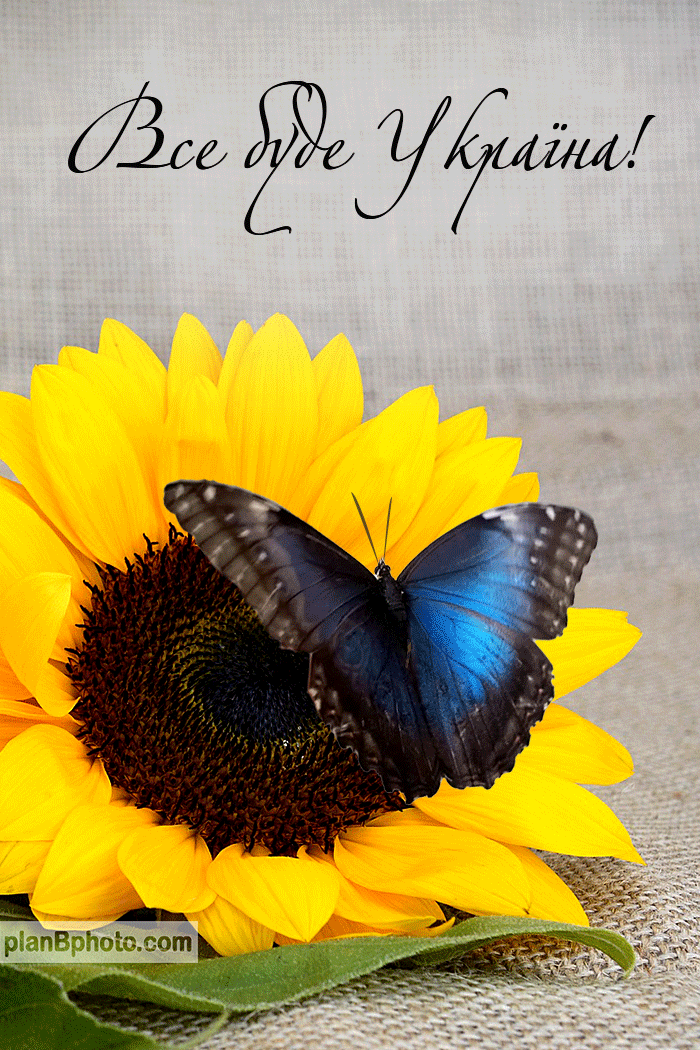 Патріотична картинка з метеликом та соняхом
