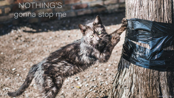 Dark cat scratching a tree