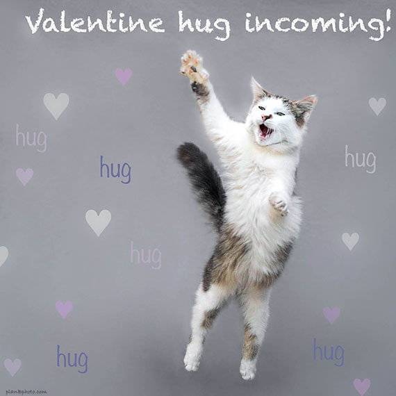 Cat jumping to hug you. Valentine's Day image on grey background