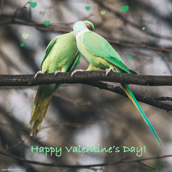 Love Bird's Valentines Day image with green parrots kissing