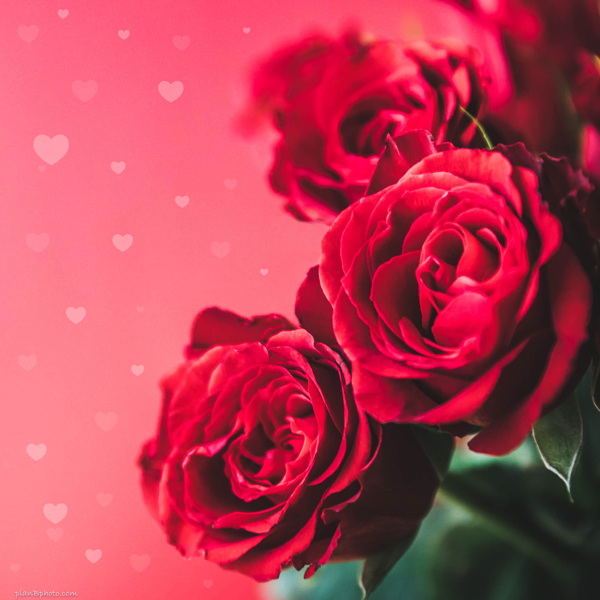 Red roses on red background with hearts