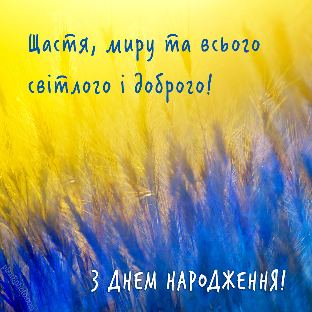 Українське привітання з днем народження з жовто-блакитними колосками
