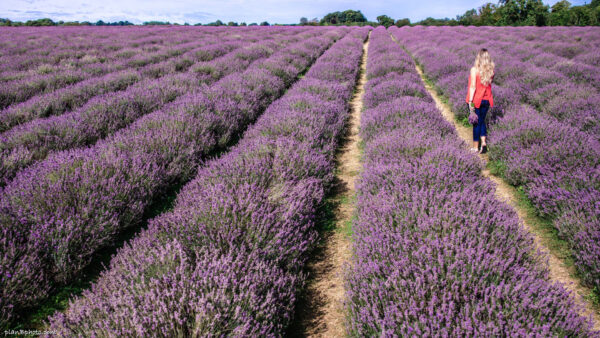 Lavender field with a person