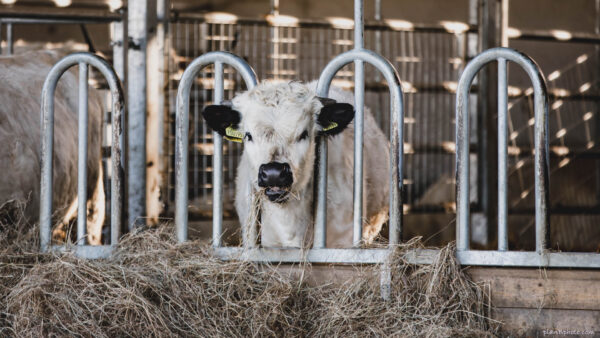 White cow chewing dry grass in a cow shed