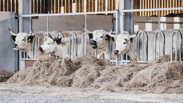 White cattle in a cow shed