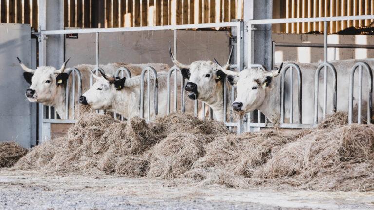 White cows