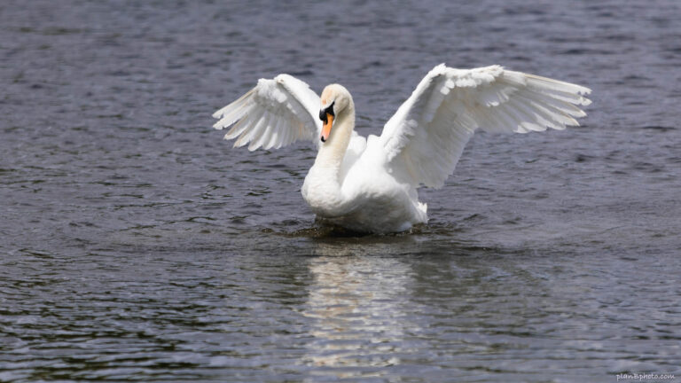 White swan spreads his wings in water