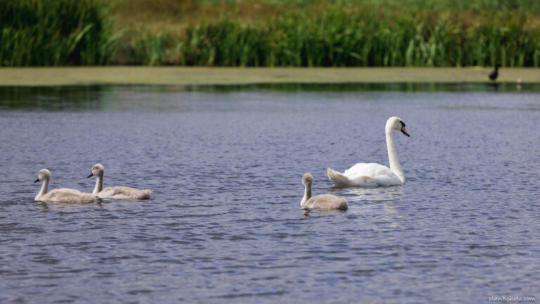 White swan swimming with three small swan babys